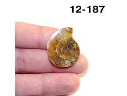 Аммонит окаменелый (симбирцитовый) № 12-187: 4,3г - 25*21*6мм