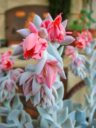 Echeveria Topsy Turvy