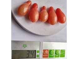 Томат Слезы эльфа (Elf Tears)