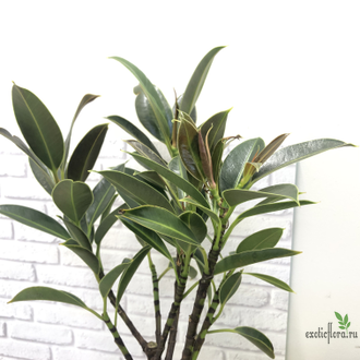 Фикус эластика ‘Найроби’ / Ficus Elastica Nairobi