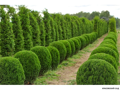 Туя Смаргад в форме шара