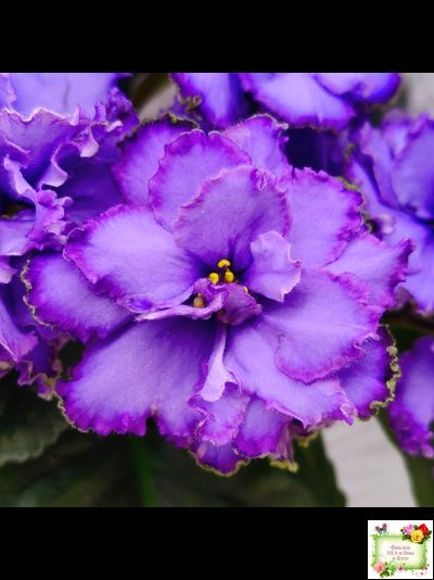 Blue Dragon (LLG/P.Sorano) (9516) 12/17/2005