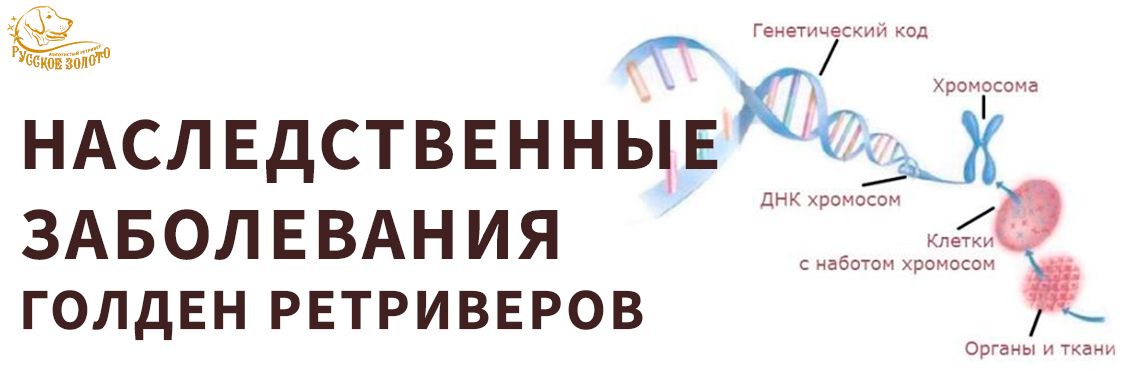 Статья - Наследственные заболевания у собак, характерные для породы золотистый ретривер