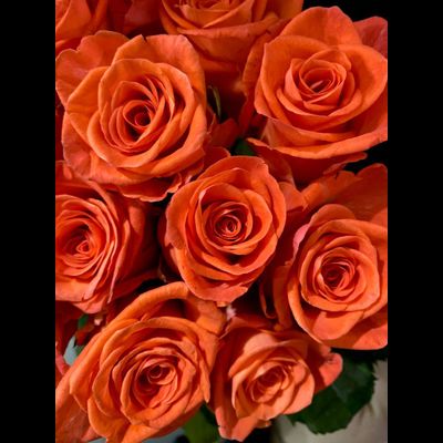 Роза  Россия сорт Вау 50 см. 25 шт.