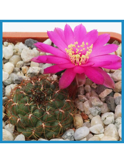 Sulcorebutia frankiana WR 290