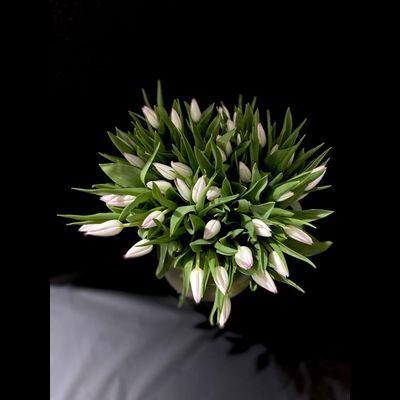 Тюльпаны 51 шт