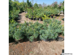 Сосна стланиковая Глаука кедровая - Pinus pumila glauca