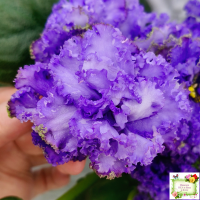 БР-Маленькое Счастье (С. и Н. Буркацкие) 2020 г.