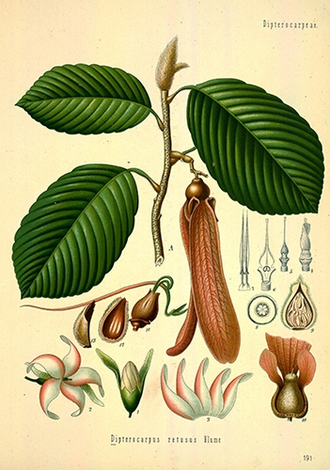 Гурьюнский, Гурджуанский бальзам (Dipterocarpus turbinatus)  - 100% натуральное эфирное масло