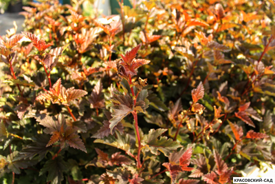 Пузыреплодник калинолистный Дьябло д'Ор