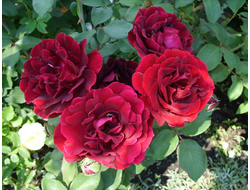 Эпоха Монтадори (Epoca Mondadori,). грандифлора.