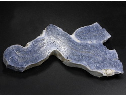 Коралл голубой Акори, Австралия (109*52*11 мм, 58 г) №37713