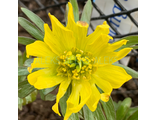 Eranthis huemalis &quot;Evan Bunclarke&quot;