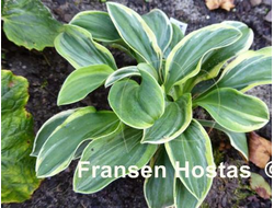 Хоста Funny Mouse