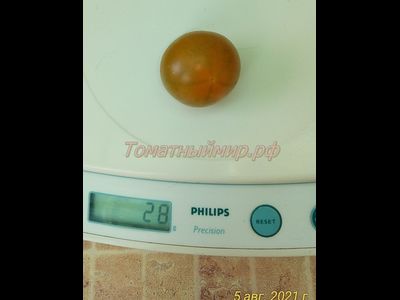 Томат Злая Маслина (Evil Olive, США)