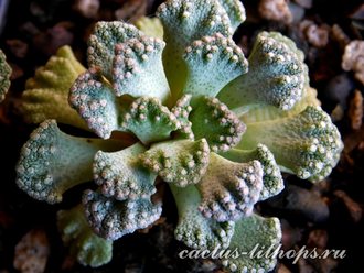 Titanopsis calcarea 35k nw Brandvlei (MG) - 5 семян