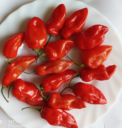 Перец острый  Naga Smooky Rainbow