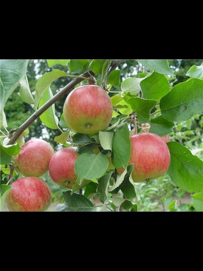 Рождественское (яблоня)