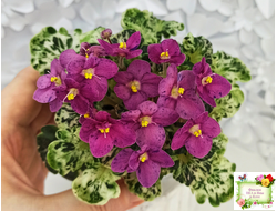 Mac's Pizzicato Paradise (G.McDonald) (лист укоренённый)