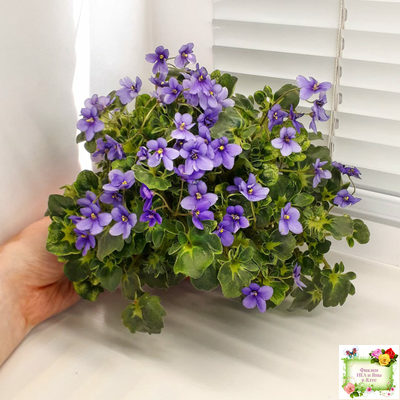 Biscayne Trail (S.Williams) трейлер