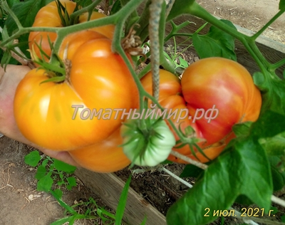 Томат Лаки Кросс (Lucky Cross), Канада