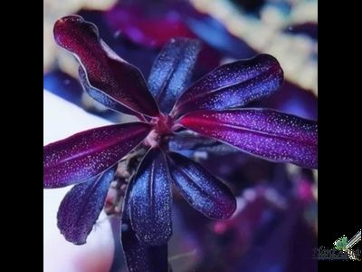 Буцефаландра Green Broad Leaf