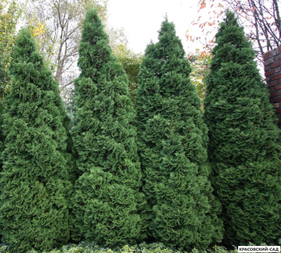 Туя Холмструп живая изгородь купить на сайте Красовский-Сад.рф