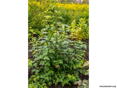 Калина Таежные рубины