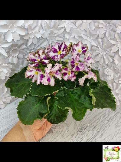 Лесной Царь (Кузина, Артемова) 2009 г. химера (стартер сорт)