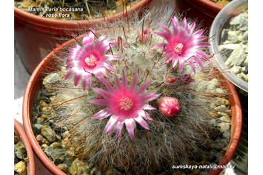 Mammillaria bocasana v. roseiflora 