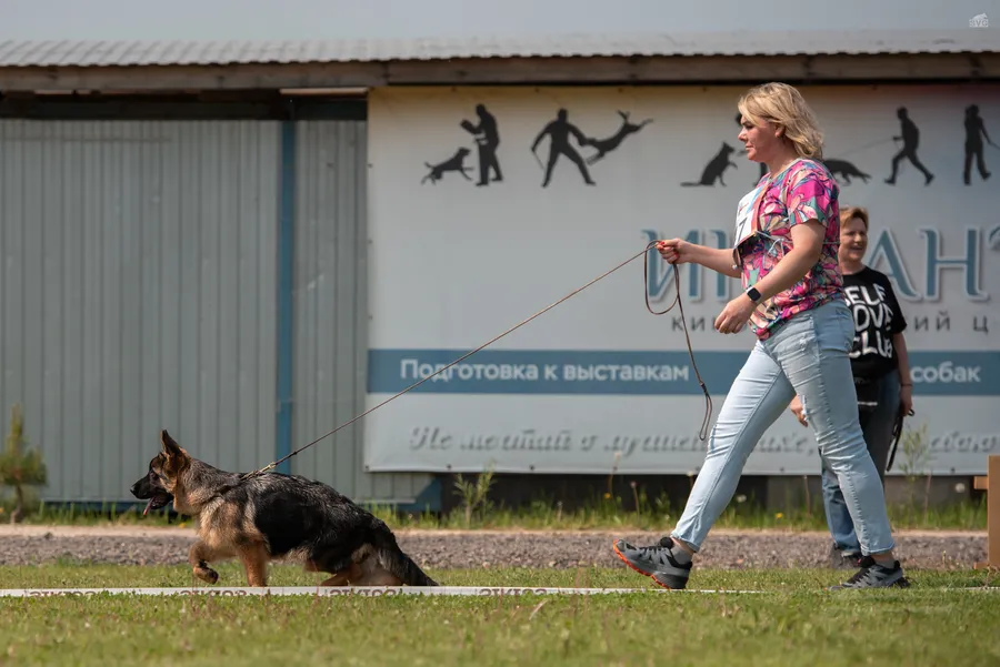 монопородная выставка г. Бронницы 28.05.2023  3 место класс беби эксперт Ilija Radulovic (Сербия)