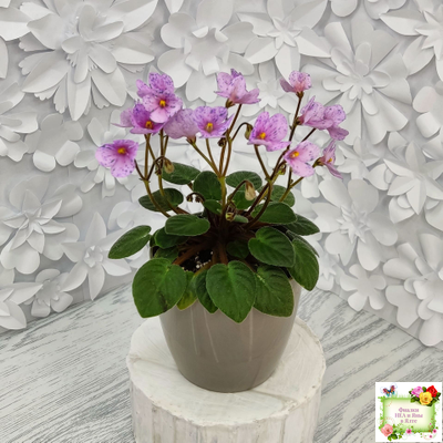 Frosted Fantasy (C.Sotkiewicz) трейлер