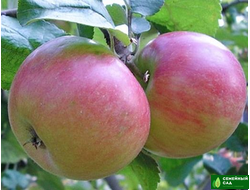 Яблоня "Приземленное"  (карлик)