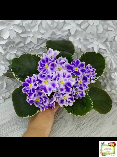 ВаТ-Монарх (Т. Валькова) 2016 г.