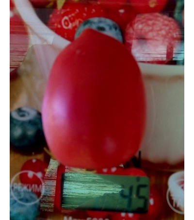 Томат Сахарная слива малиновая