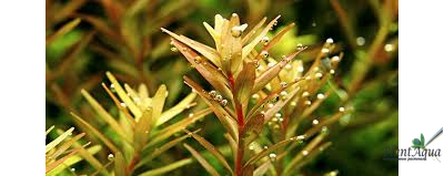 Ротала HRA (меристемная)