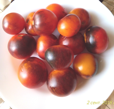 Томат Голубой ананас (Ananas blue)