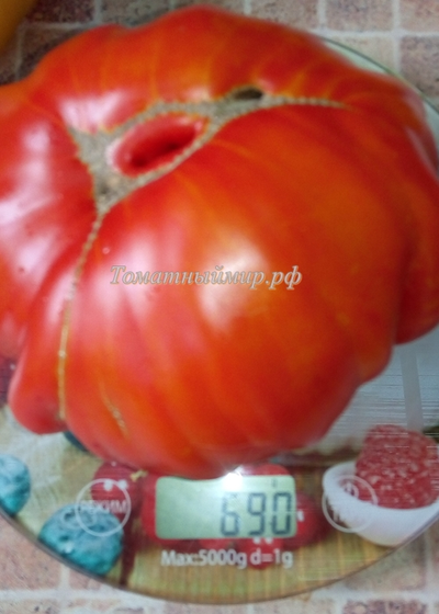 Томат Гигант Фарина (Gigante Farina, Италия)