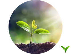 Ретарданты