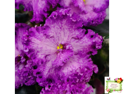 РС-Тропикана (С. Н. Репкина) 2015 г.