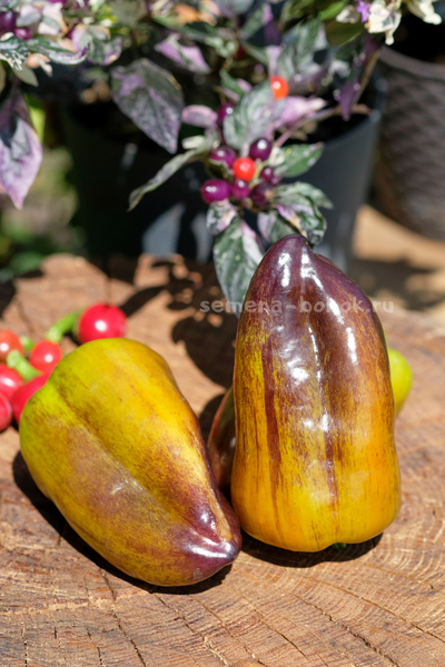 Перец сладкий Синильга, 10 шт