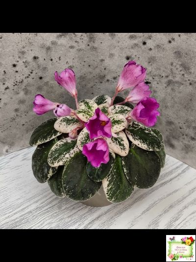 СК-Пангея (А.Кузнецов) 2014 г.