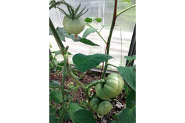 Бабушка Боуз, фото от 14 июля