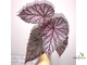 Бегония Tingley Mallet / Begonia incarnata var. purpurascens х Begonia Eldorado