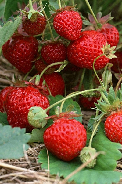 Кокинская ранняя