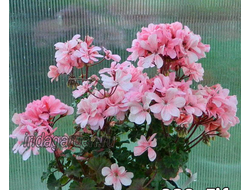 Пеларгония Fify