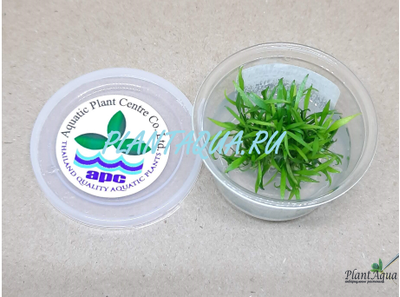 Криптокорина Парва (меристемная)