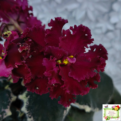 РМ-Black Cherry (Н. Скорнякова) 2022 г.