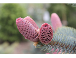 Хупси ель (Picea pungens hoopsii).