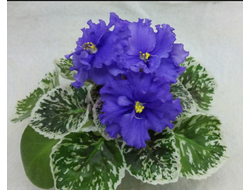 133) ЕК- Диковинный Витраж (дет)